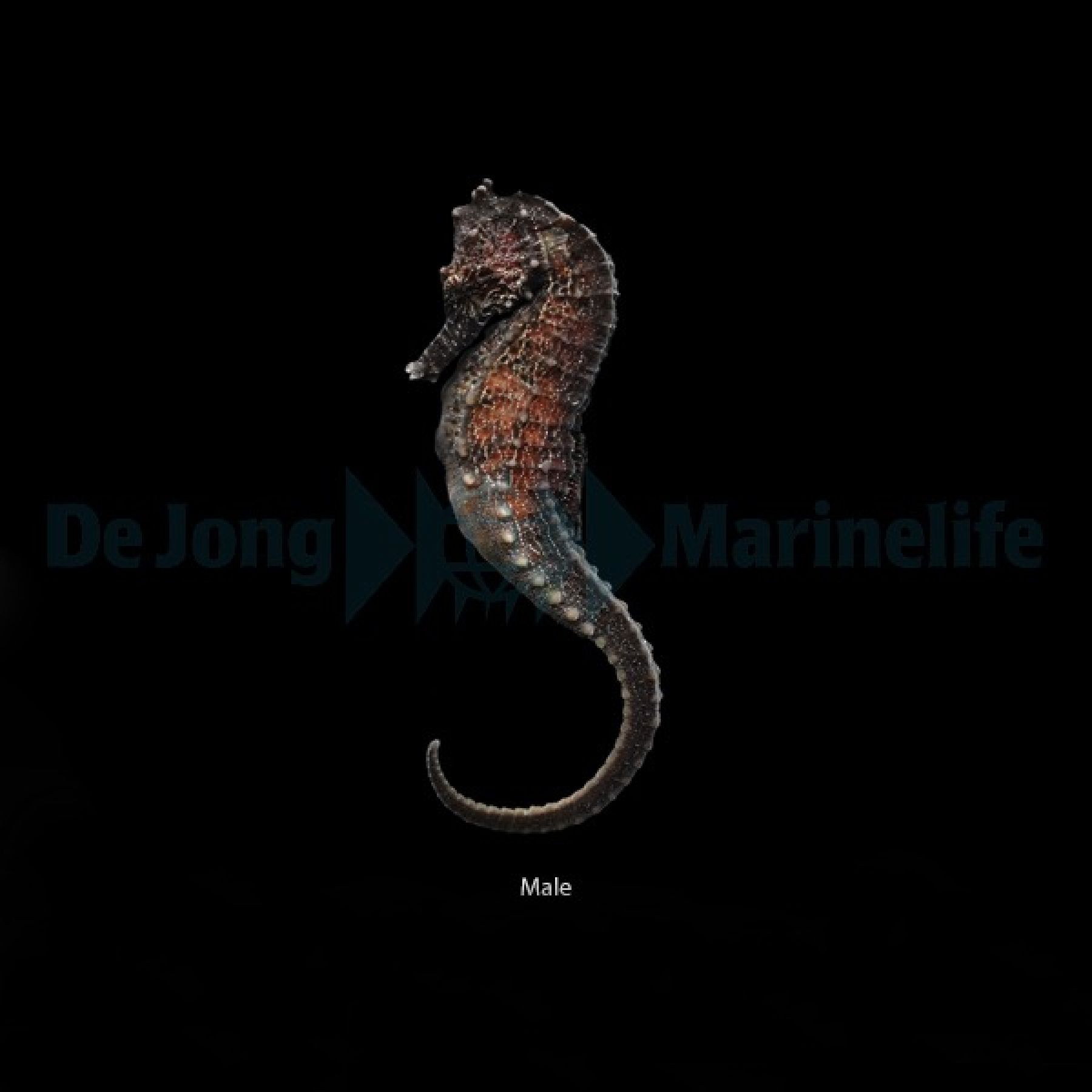 Hippocampus kuda - Nachzucht Gr. L