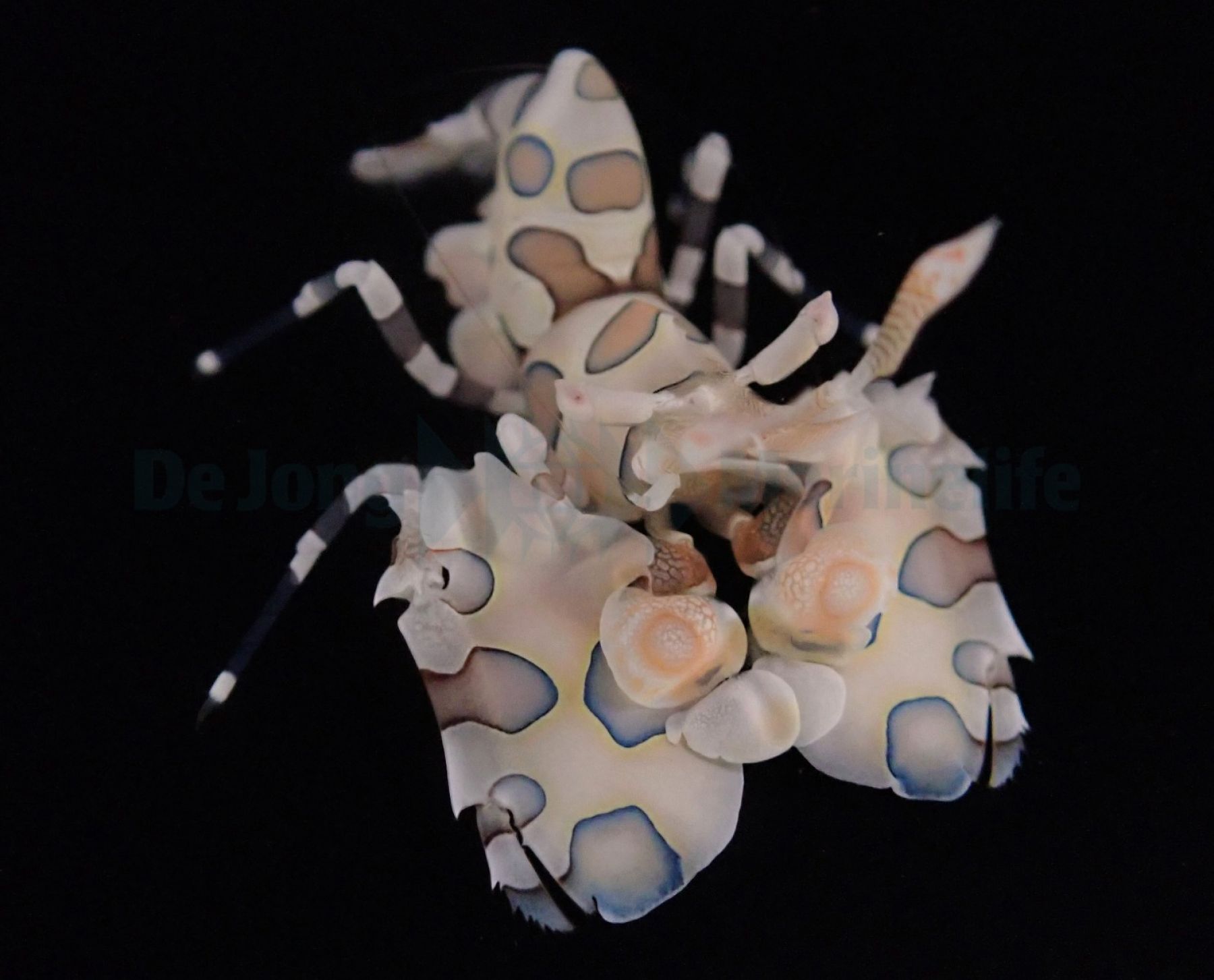 Hymenocera picta - Harlekingarnele