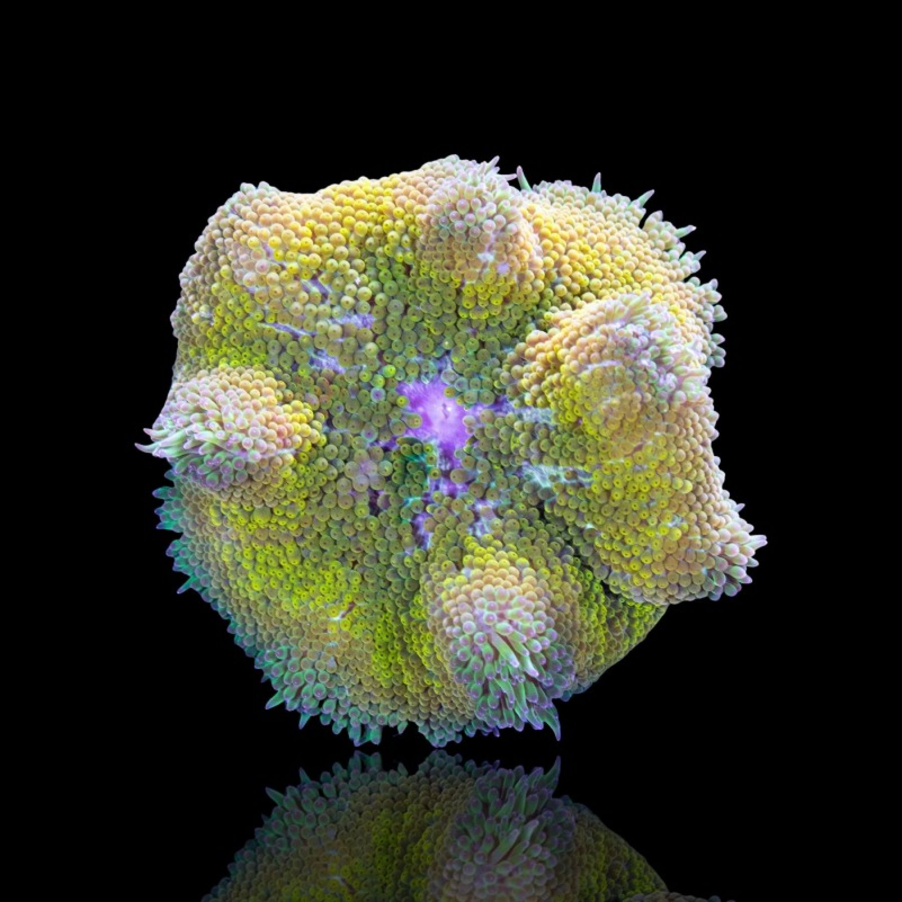Cryptodendrum pizza anemone assorted