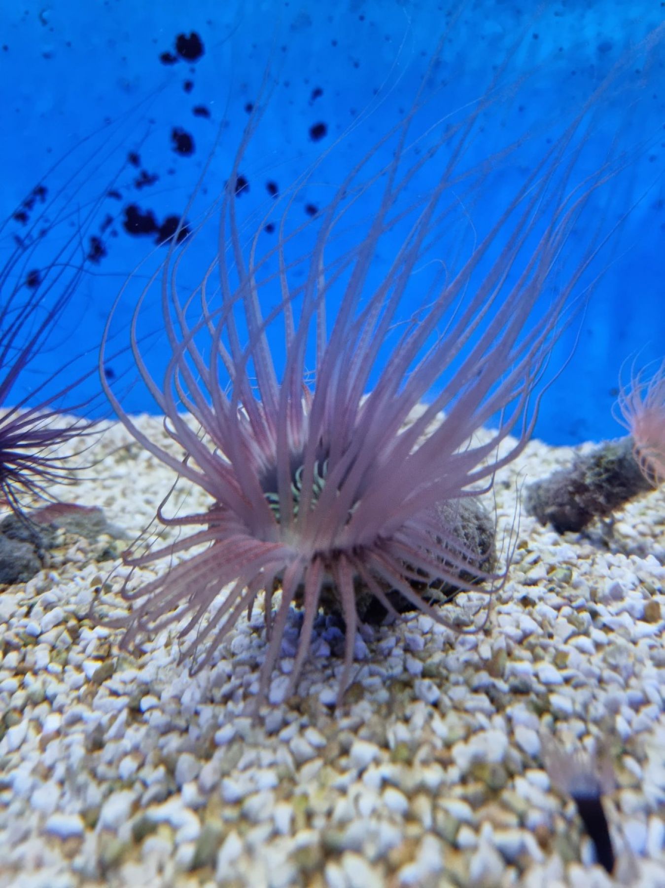 Pachycerianthus sp. Zylinderrose