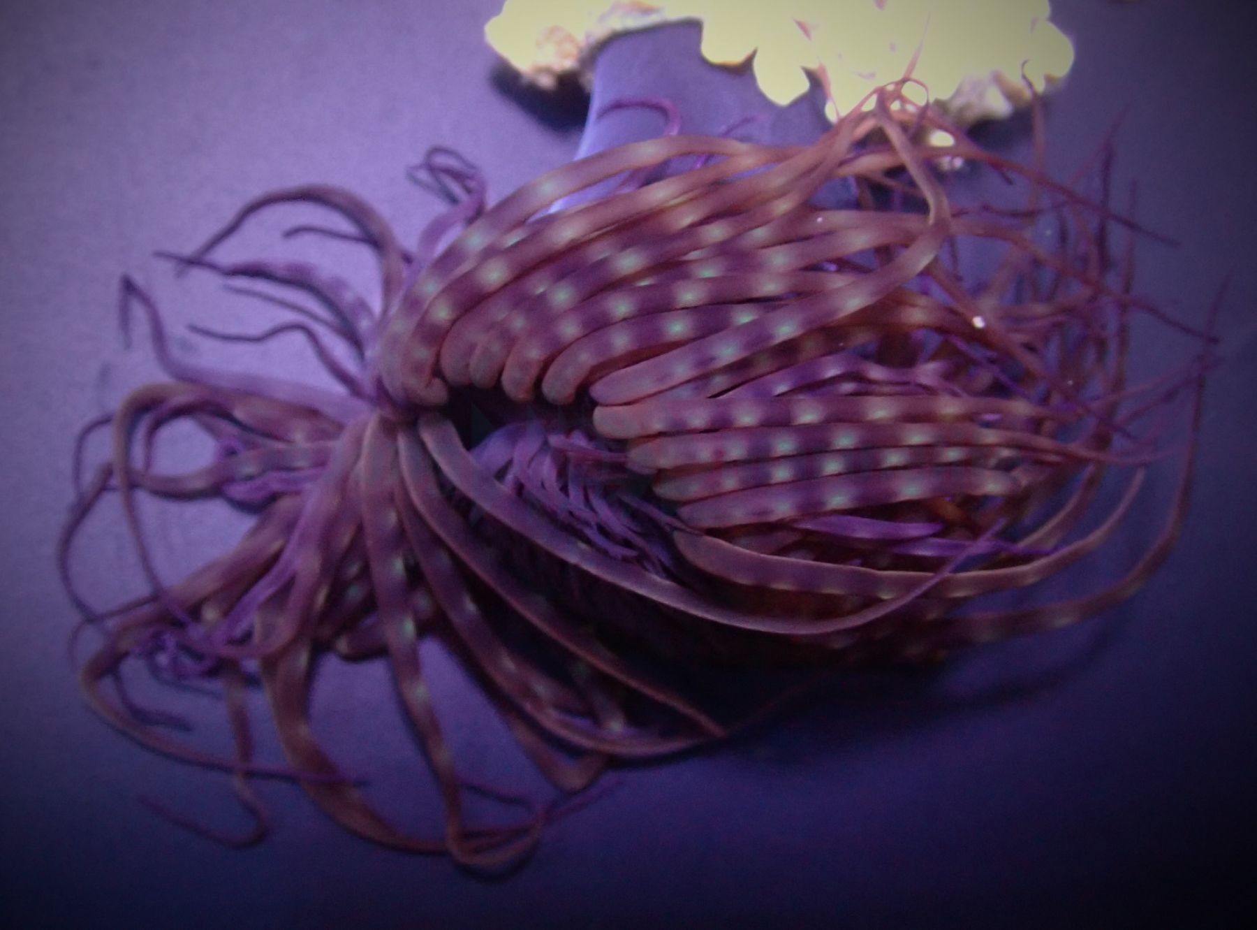 Pachycerianthus spp. (Dark) - Zylinderrose