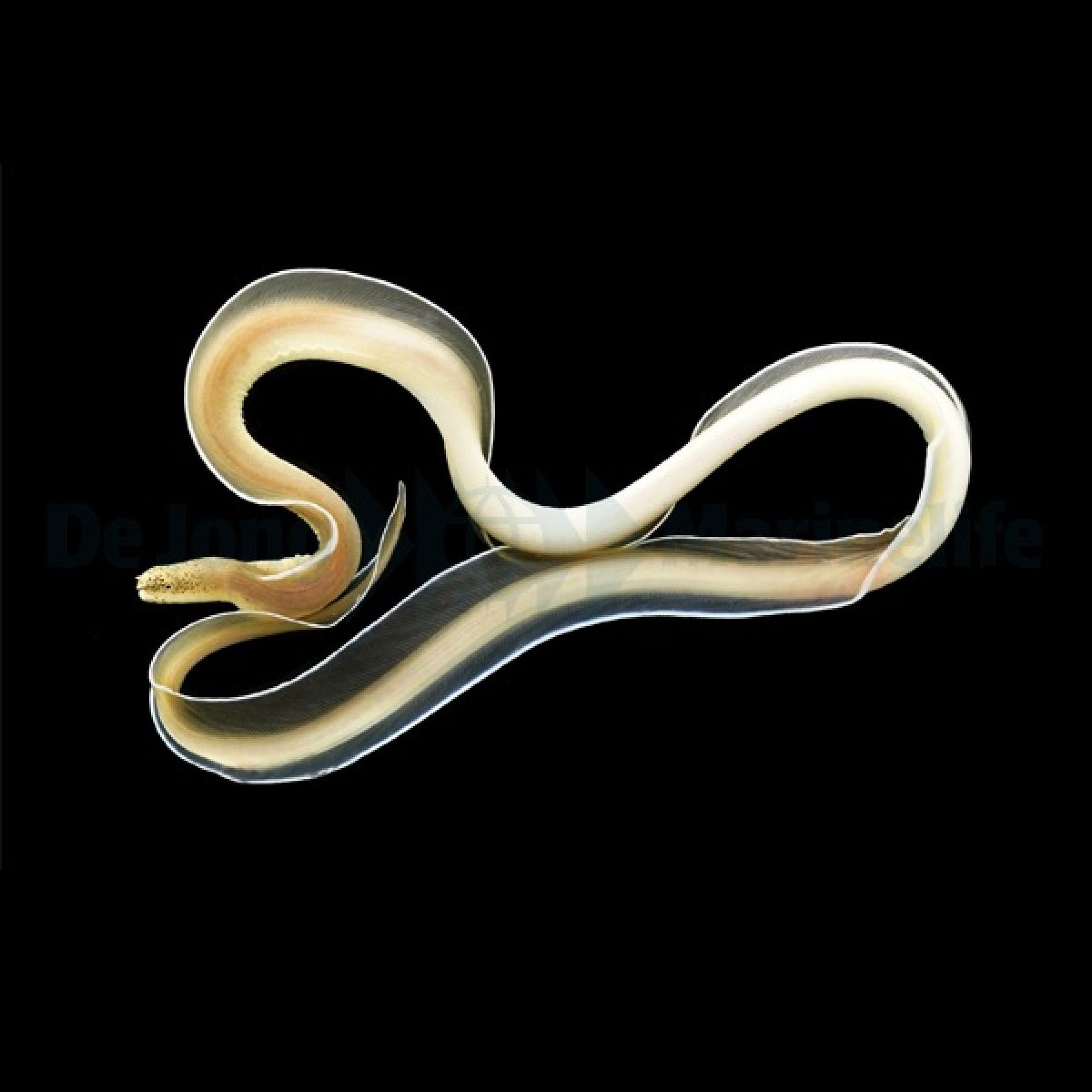 Pseudechidna brummeri - Weiße Geistermuräne