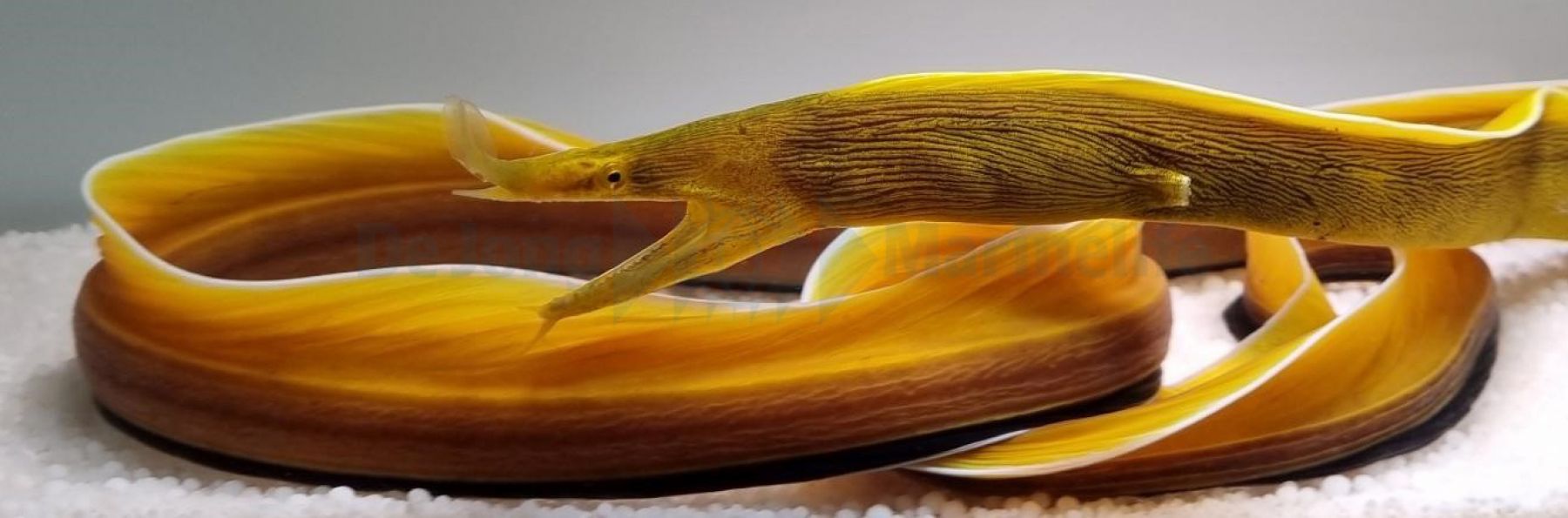 Rhinomuraena quaesita - Nasenmuräne (Gelb)