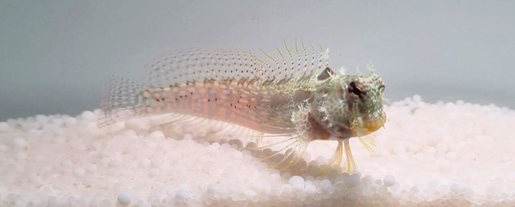 Salarias guttatus Schleimfisch