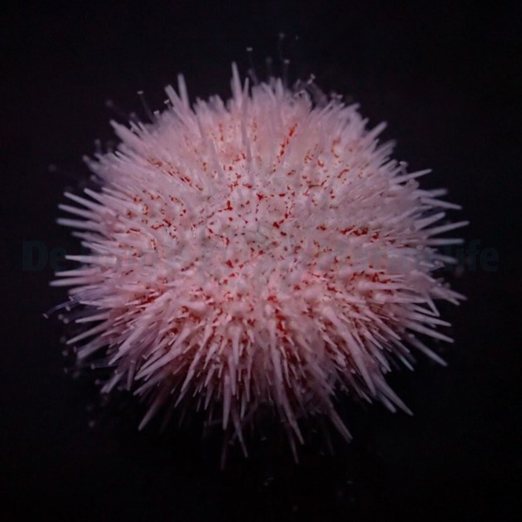 Salmacis spp. (Pink Lady)