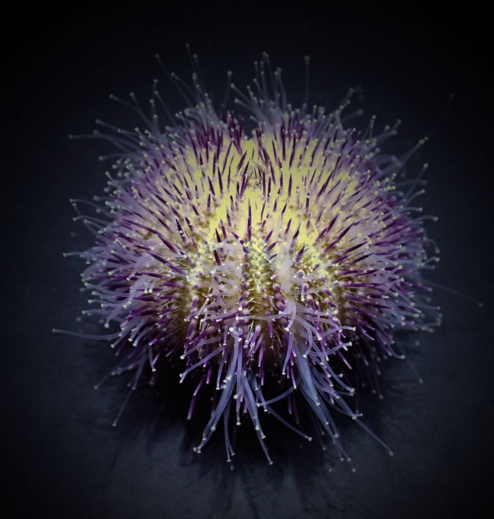 Salmacis spp. - Seeigel
