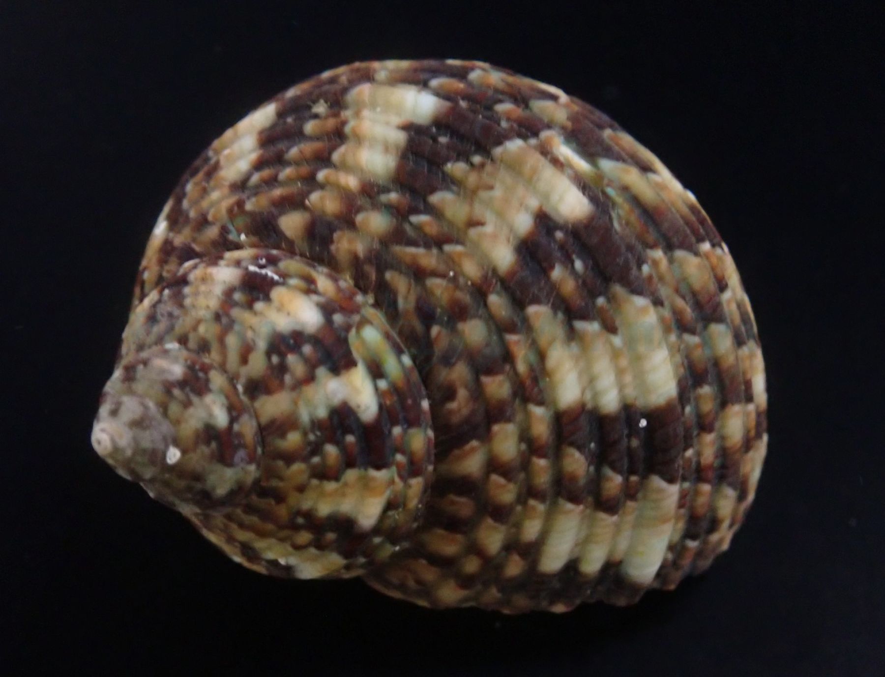 Turbo bruneus - Turbanschnecke