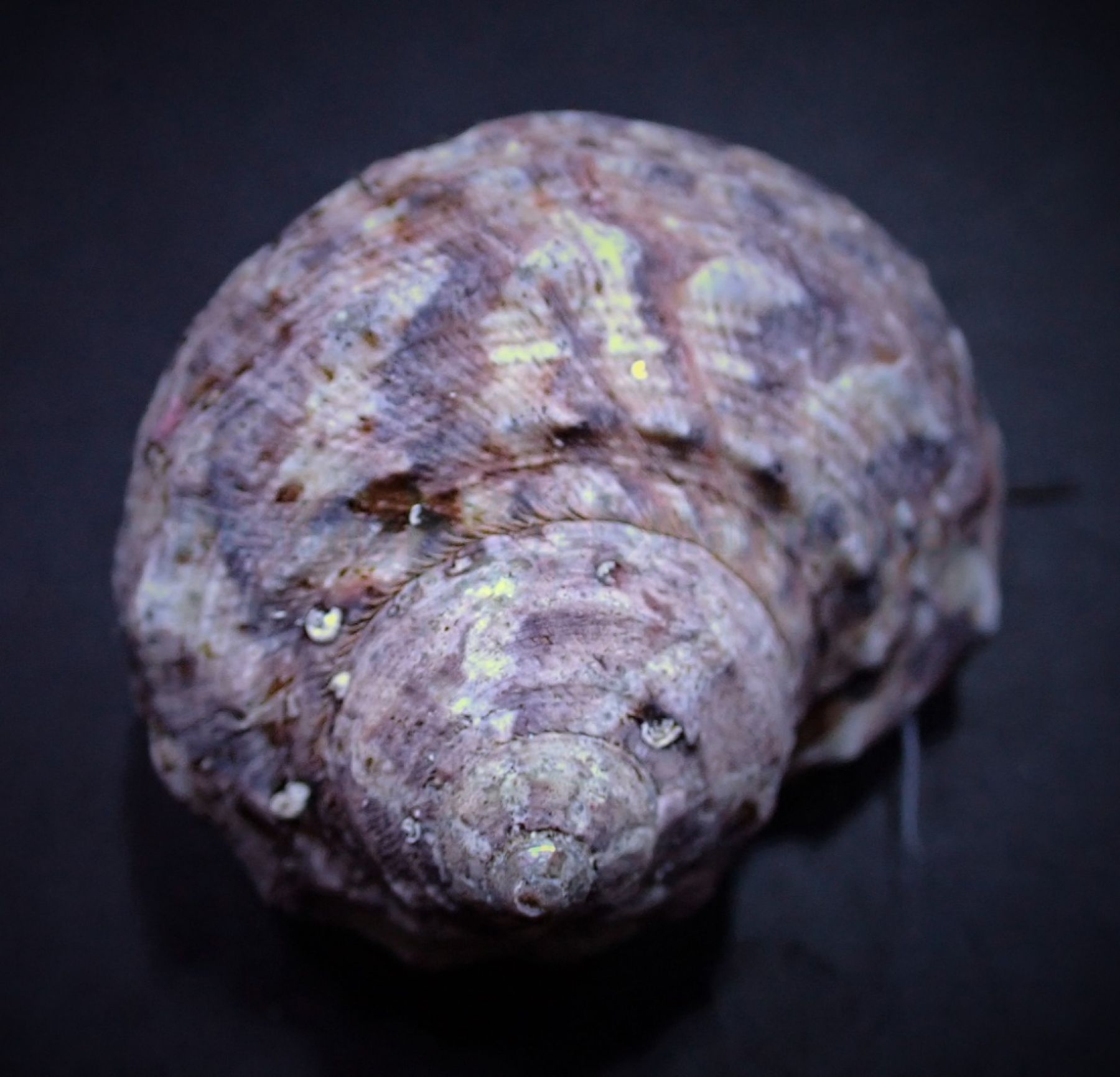 Turbo fluctuosus - Mexikanische Turbo Schnecke