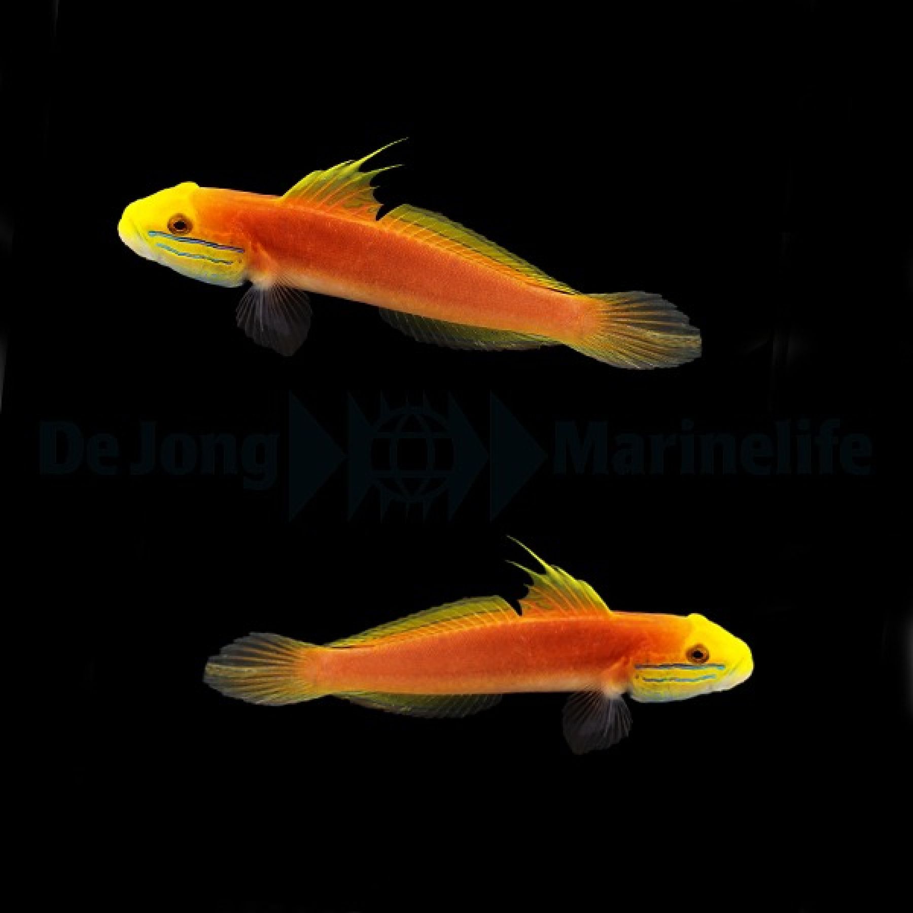 Valenciennea bella Bella Grundel, Schöne Grundel Paar