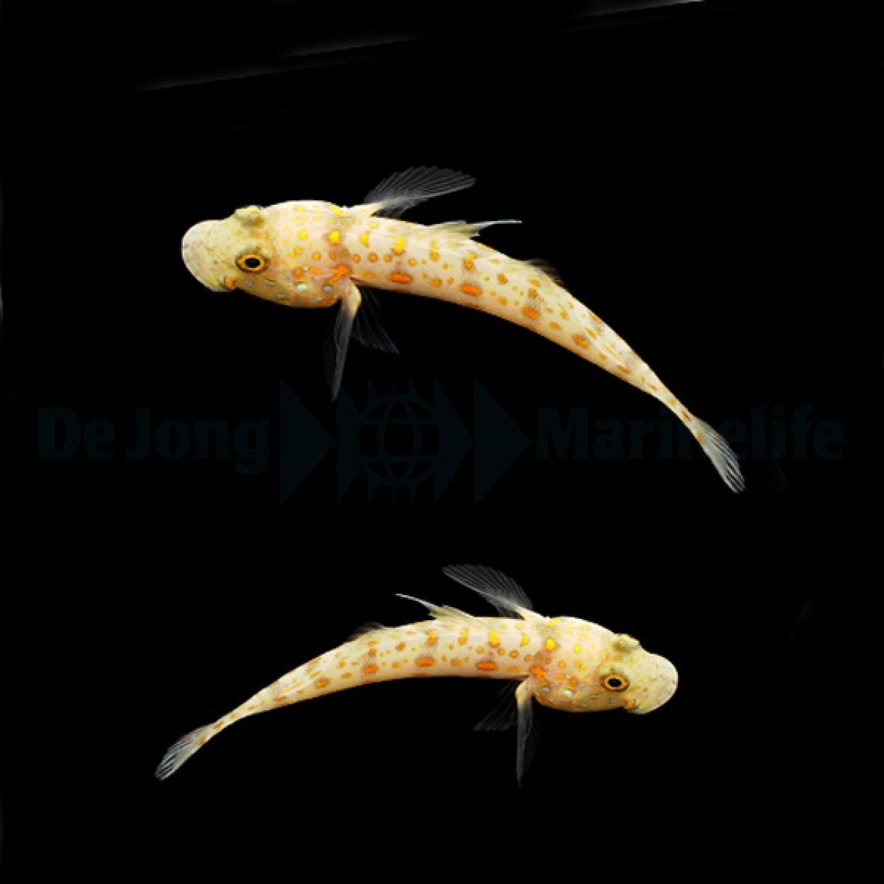 Valenciennea puellaris - Schläfergrundel (pair)