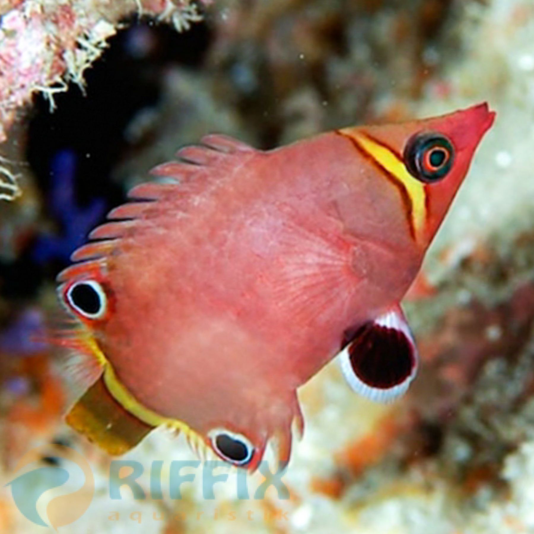 Wetmorella nigropinnata Höhlenlippfisch