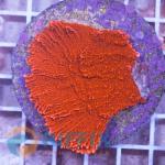 Montipora Red