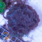Caulastrea Blau