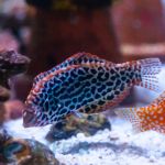 Macropharyngodon meleagris Leoparden-Junker