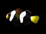 Amphiprion milii - Nachzucht