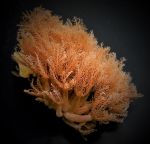 Anthelia glauca