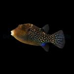 Canthigaster amboinensis - Ambon Spitzkopfkugelfisch