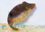 Canthigaster compressa Labyrinth-Kugelfisch