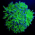 Euphyllia glabrescens (Blueberry) Rare