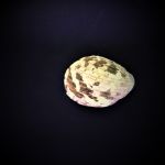 Nerita albicilla - Nixenschnecke