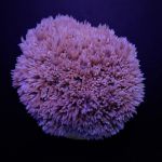 Goniopora sp. (blau/lila)