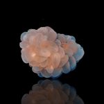 Plerogyra sinuosa (Australie) Weiß-Rosa-Blau