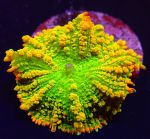 Rhodactis inchoata (Tequila Sunrise)