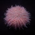 Salmacis spp. (Pink Lady)
