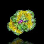 Stichodactyla Tapetum Ultra Color - Mini Carpet Anemone