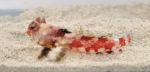Synchiropus stellatus Sternen-Mandarinfisch