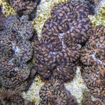 Tridacna Maxima Tear Drop