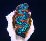 Tridacna maxima Blau Ultra (Pacific)