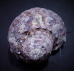 Turbo fluctuosus - Mexikanische Turbo Schnecke